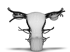 human female organ anatomy Modelo 3D