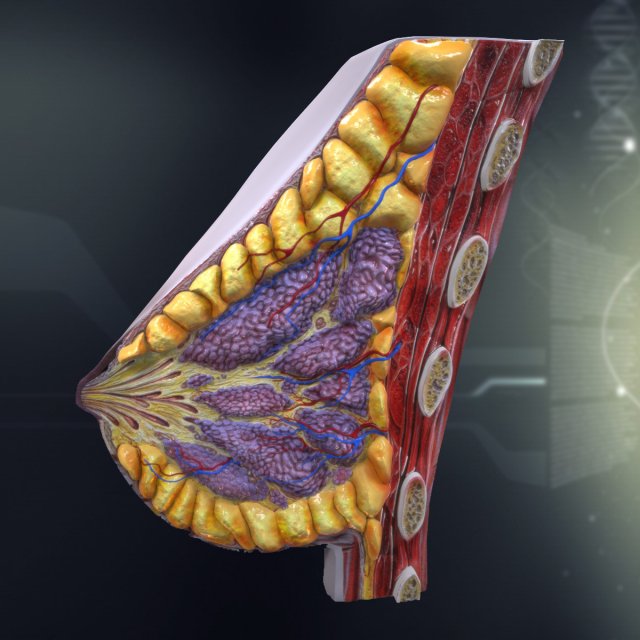 human female breast anatomy 3D 模型 .c4d .max .obj .3ds .fbx .stl .blend 