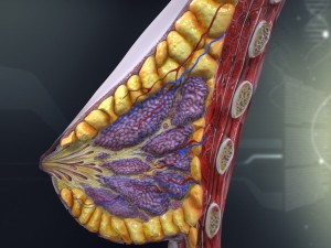 human female breast anatomy 3D Model