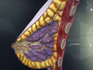 anatomia da mama feminina humana Modelo 3D