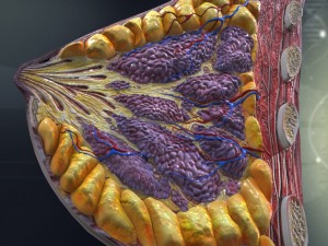 human female breast anatomy 3D 模型