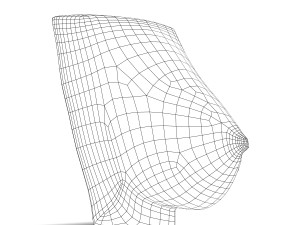 human female breast anatomy 3D 模型