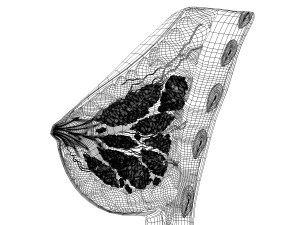 human female breast anatomy 3D 模型