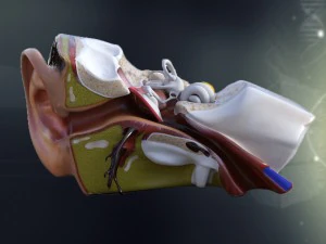 인간의 귀 해부학 3D 모델