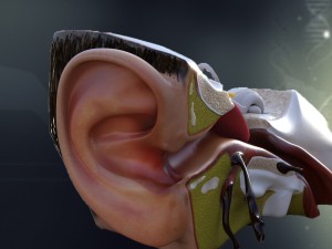 human ear anatomy Modèle 3D