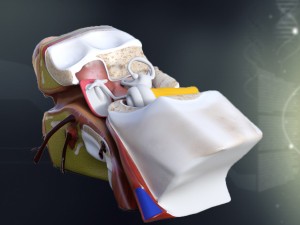 human ear anatomy Modèle 3D