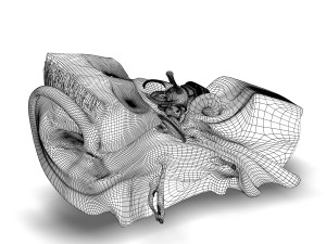 human ear anatomy Modèle 3D