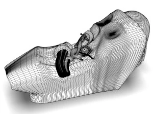 human ear anatomy 3D Model