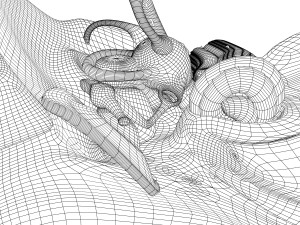 human ear anatomy Modèle 3D