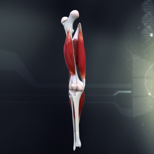 human knee joint antomy 3Dモデル .c4d .max .obj .3ds .fbx .stl .blend