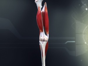 human knee joint antomy 3D Model