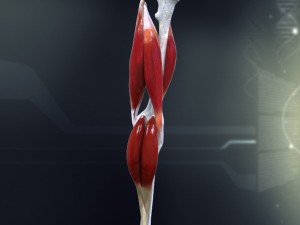 human knee joint antomy 3Dモデル
