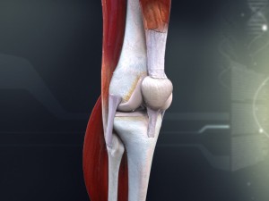 human knee joint antomy 3Dモデル