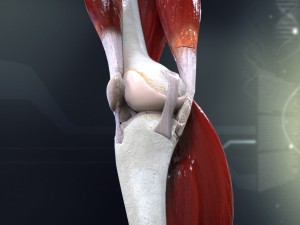 human knee joint antomy 3Dモデル