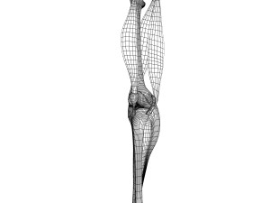 human knee joint antomy 3Dモデル