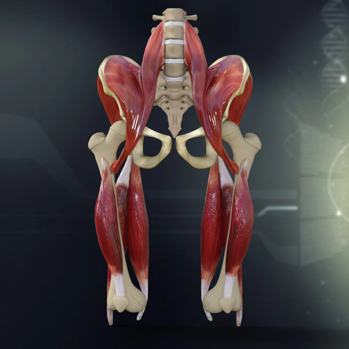 human pelvis muscle bone anatomy 3D Model .c4d .max .obj .3ds .fbx .stl .blend 