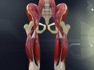 human pelvis muscle bone anatomy 3D Model