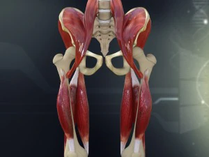 insan pelvis kas kemik anatomisi 3D Model