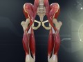 human pelvis muscle bone anatomy Model 3D