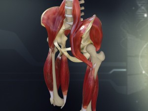 human pelvis muscle bone anatomy 3D Model