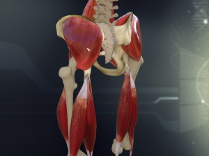 human pelvis muscle bone anatomy 3D Model