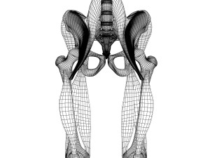 human pelvis muscle bone anatomy 3D Model
