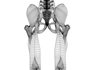 human pelvis muscle bone anatomy 3D Model