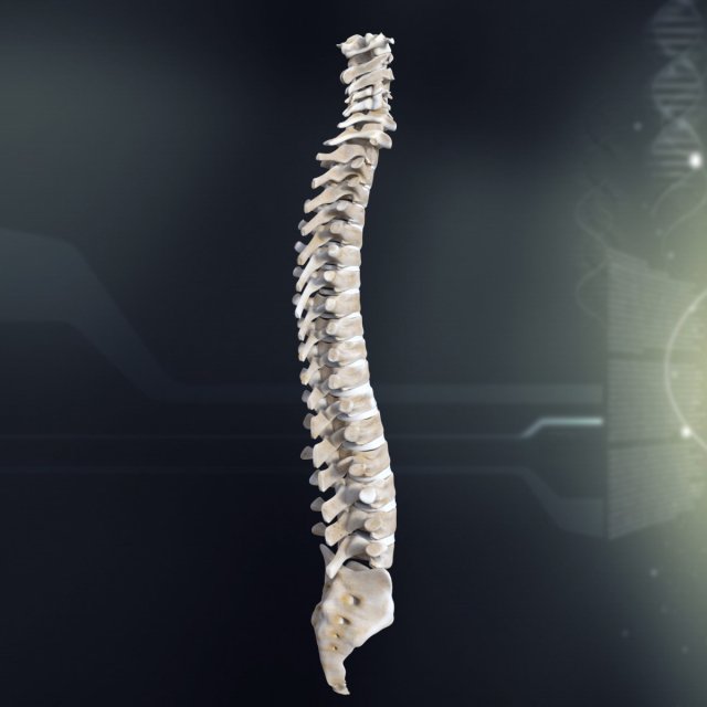 human spinal anatomy 3D Model .c4d .max .obj .3ds .fbx .stl .blend 