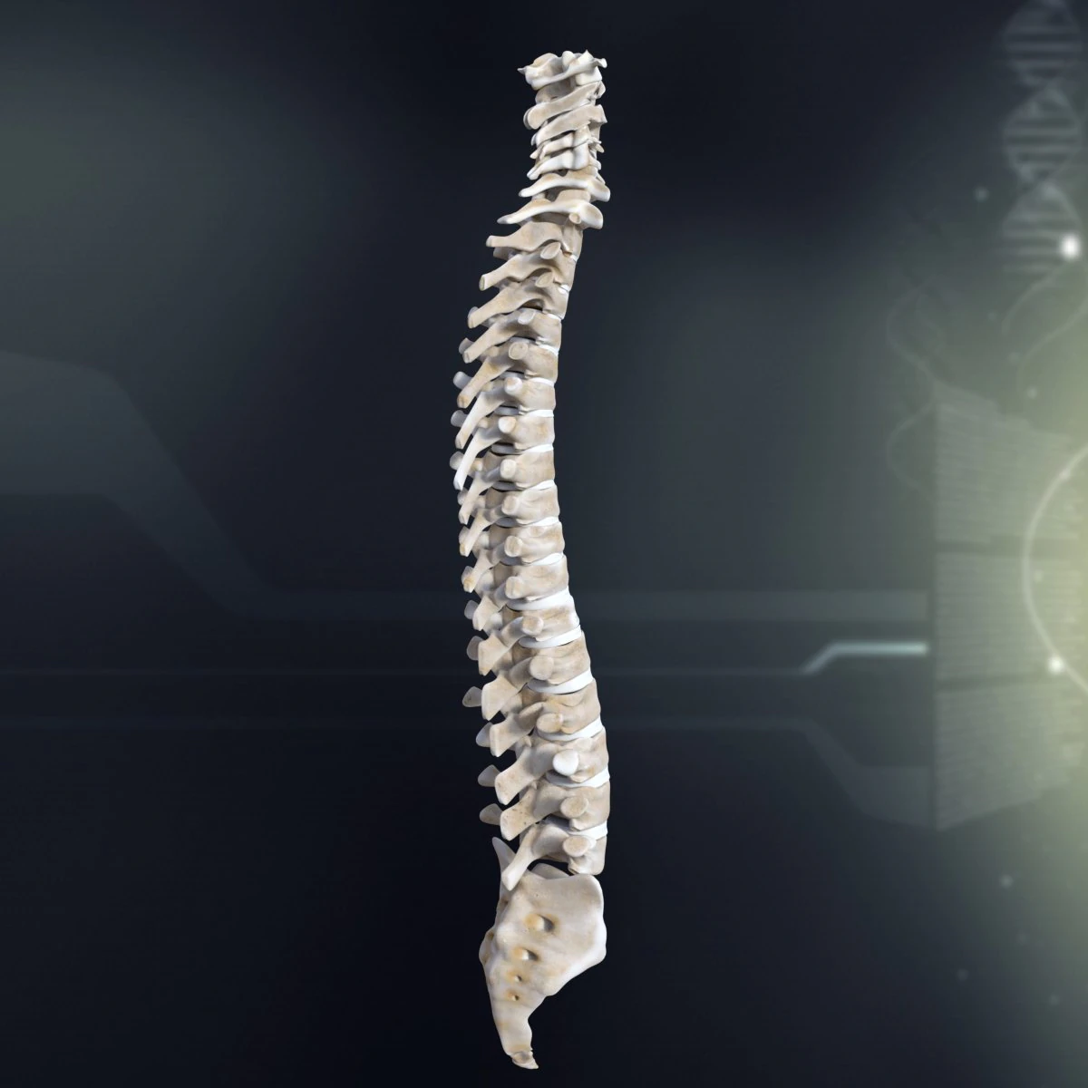 human spinal anatomy 3D Model .c4d .max .obj .3ds .fbx .stl .blend 