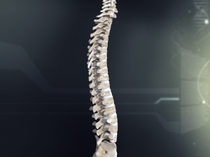 human spinal anatomy 3Dモデル