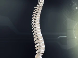 human spinal anatomy 3D Model