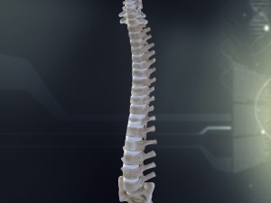 human spinal anatomy 3D Model