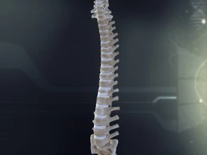 human spinal anatomy 3D Model