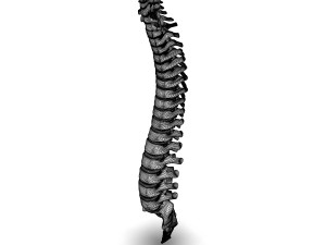 human spinal anatomy 3D Model
