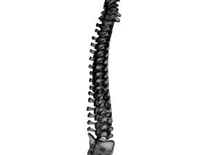human spinal anatomy 3D Model