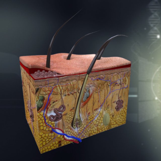 human skin anatomy 3Dモデル .c4d .max .obj .3ds .fbx .stl .blend 