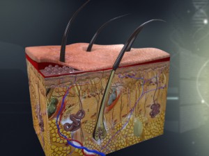 human skin anatomy 3D Model