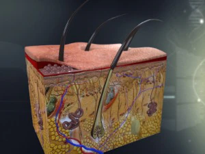 anatomie van de menselijke huid 3D Model