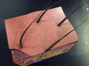 human skin anatomy 3Dモデル