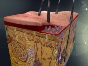 human skin anatomy 3Dモデル