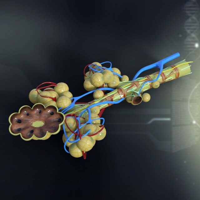 human bronchial anatomy Modèle 3D .c4d .max .obj .3ds .fbx .stl .blend 