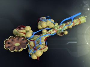 human bronchial anatomy Modèle 3D
