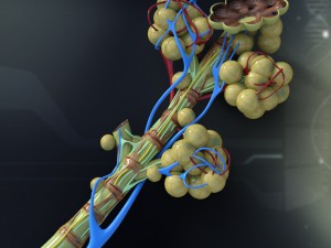 human bronchial anatomy Modèle 3D