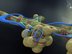 human bronchial anatomy Modèle 3D