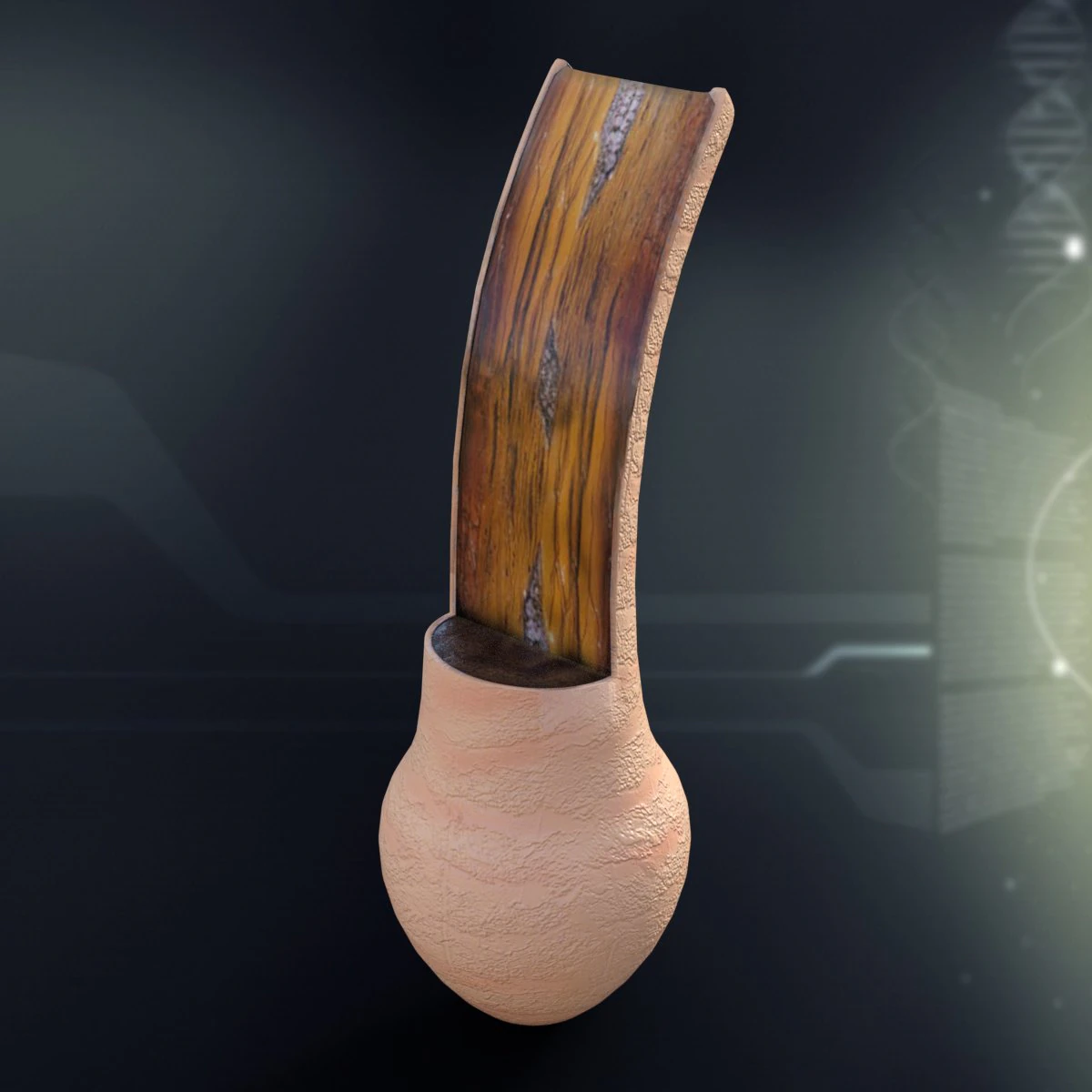 human hair anatomy 3D Model .c4d .max .obj .3ds .fbx .stl .blend 