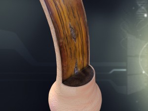 human hair anatomy Modelo 3D
