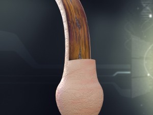 human hair anatomy Modelo 3D