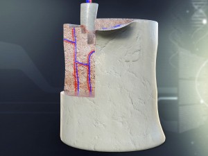 human bone anatomy Model 3D