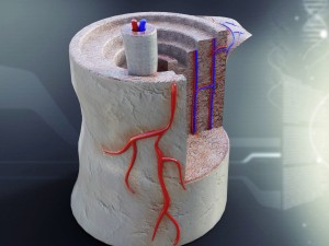 human bone anatomy Model 3D