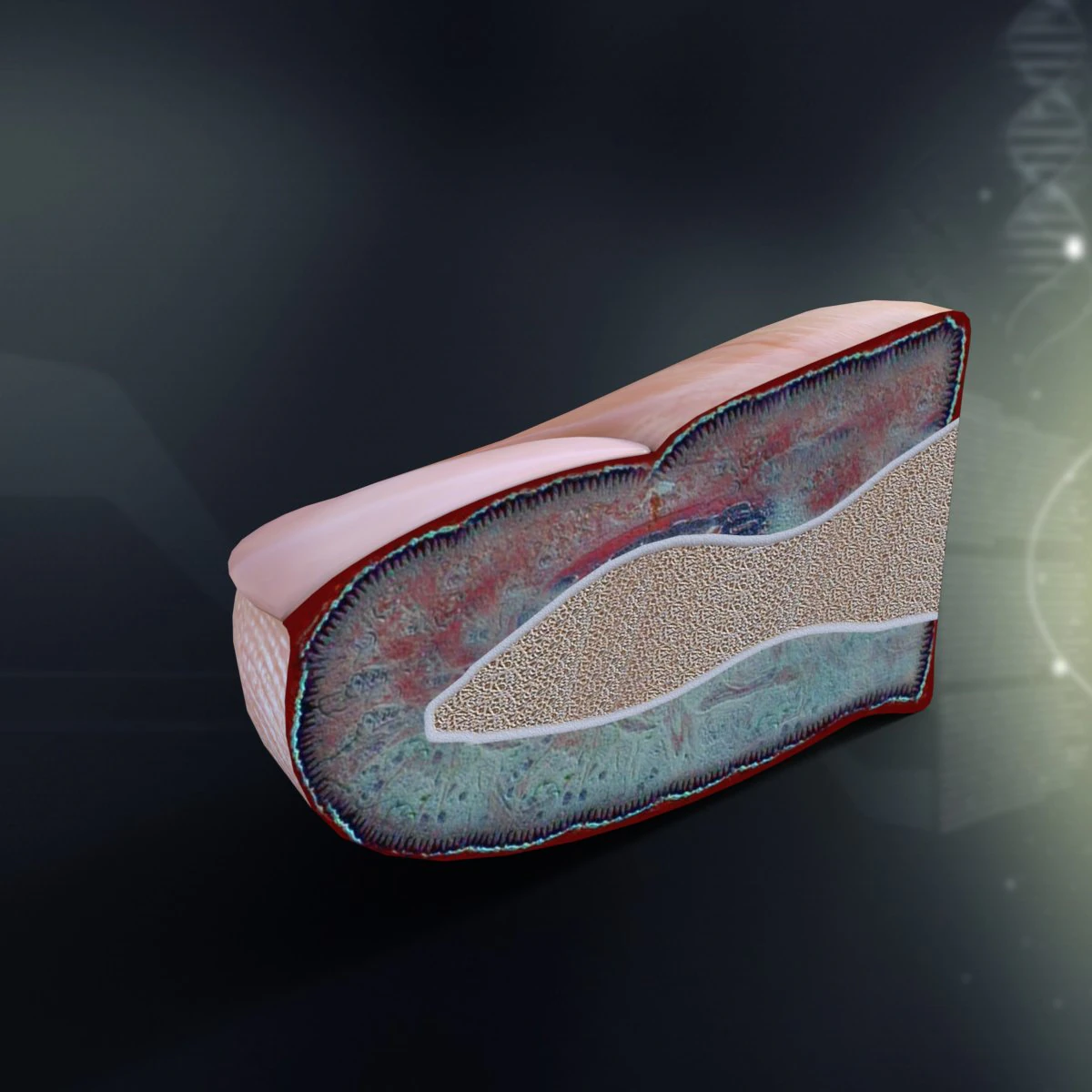 human finger anatomy 3D Model .c4d .max .obj .3ds .fbx .stl .blend 